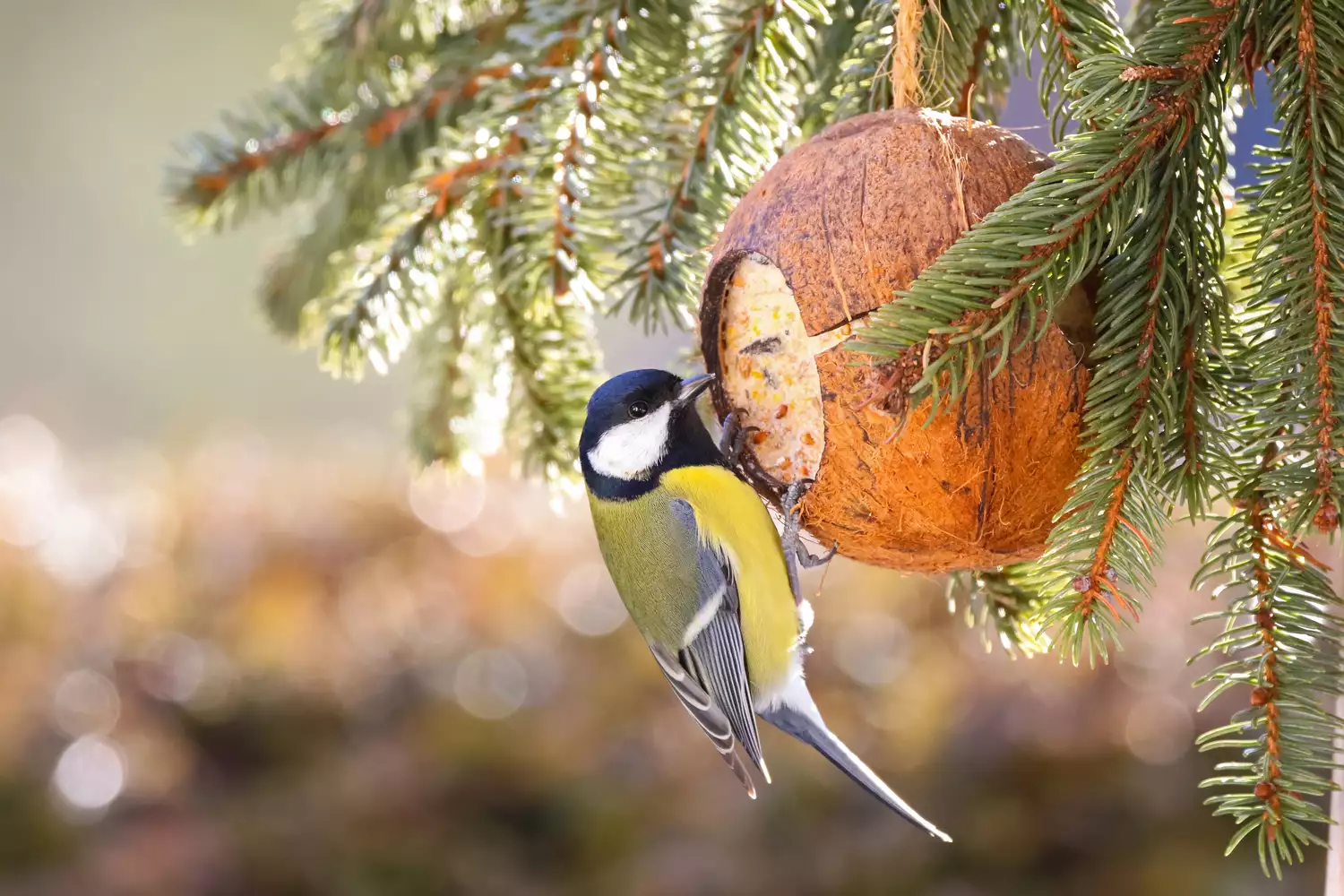 A great tit eating from a coconut feeder.